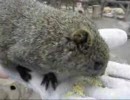 ケモノ好きの私が、金華山リス村にいってみた 1/3