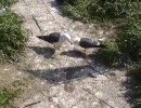 ５月１６日の蕪島