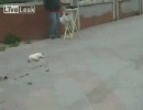 獲物に逃げられた。もうだめニャ…orz