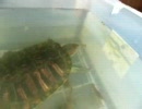 カメに餌やった