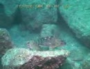 カサゴ(卵胎生の魚)の交尾　2連発