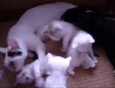 １０ヶ月前と１０ヶ月後の猫を比較