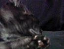 子猫をもらってきた9日目B