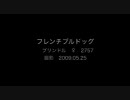 黒くて、太くて、ツヤツヤでプルプル。