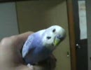 飼い主を探すセキセイインコさん