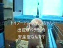 そろそろ出産。トイプードル