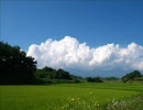 トゲトゲの木