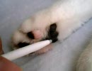 ニャンテンドウDS