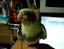 Let's say ”chocobo” !! 【失敗編】