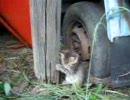 仔猫