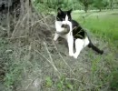 猫、リスを捕獲。