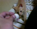 仔猫がウチにやってきたPART２