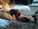 民家のそばでクマがヘラジカを狩る。