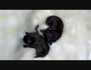 黒光りする、細長い生き物が…