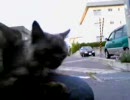 めめと少し遊んでみた