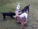 犬が 狐をフルボッコ