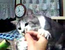 カリカリおやつ「もも・はな・ばく」(2009/5/30)