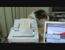 ノル3匹 #240「スキャナを凝視するぬこ」