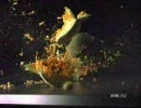 NIKE ゴルフボールで破壊　~メロンっぽい果物~