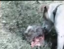犬、地リスを美味そうに食う。