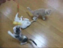 こはる日和.子猫と遊ぶ
