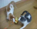 こはる日和.子猫と遊ぶ２