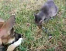 食事中の猫を見守る犬。