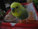 インコのコーちゃん