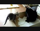 うちのニャンコ紹介
