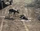 リカオン、アンテロープのモツに舌鼓