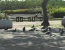 荒子川公園の鳩＠ラベンダーの頃