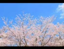 さくらの花咲く頃