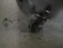 【猫】下半身から食べるのは癖です【鳥】