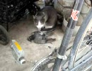 おや、猫が鳥を・・