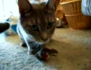 【長編】猫が鳥を捕まえて食べるまで