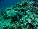 ウミガメとダイビングin沖縄ケラマ ♪