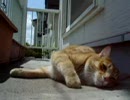 くねくねこ