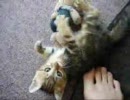 子猫のあましょく　詰め合わせ