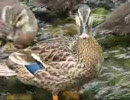 子連れのカモ（その３）やや大きめ