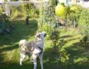 Hund mit Ballon