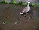近所の公園のカルガモ親子