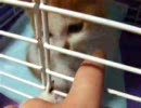 子猫を撮ってみた。Vol.01