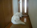 仲間にいれて～