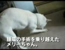 動画-犬・猫・ペットの健康グッズ　イフペンダント体験報告２