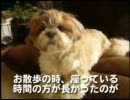 動画-犬・猫・ペットの健康グッズ　イフペンダント体験報告４