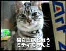 動画-犬・猫・ペットの健康グッズ　イフペンダント体験報告６