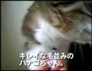 動画-犬・猫・ペットの健康グッズ　イフペンダント体験報告７