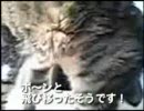 動画-犬・猫・ペットの健康グッズ　イフペンダント体験報告８