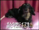 動画-犬・猫・ペットの健康グッズ　イフペンダント体験報告９