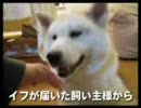 動画-犬・猫・ペットの健康グッズ　イフペンダント体験報告１１